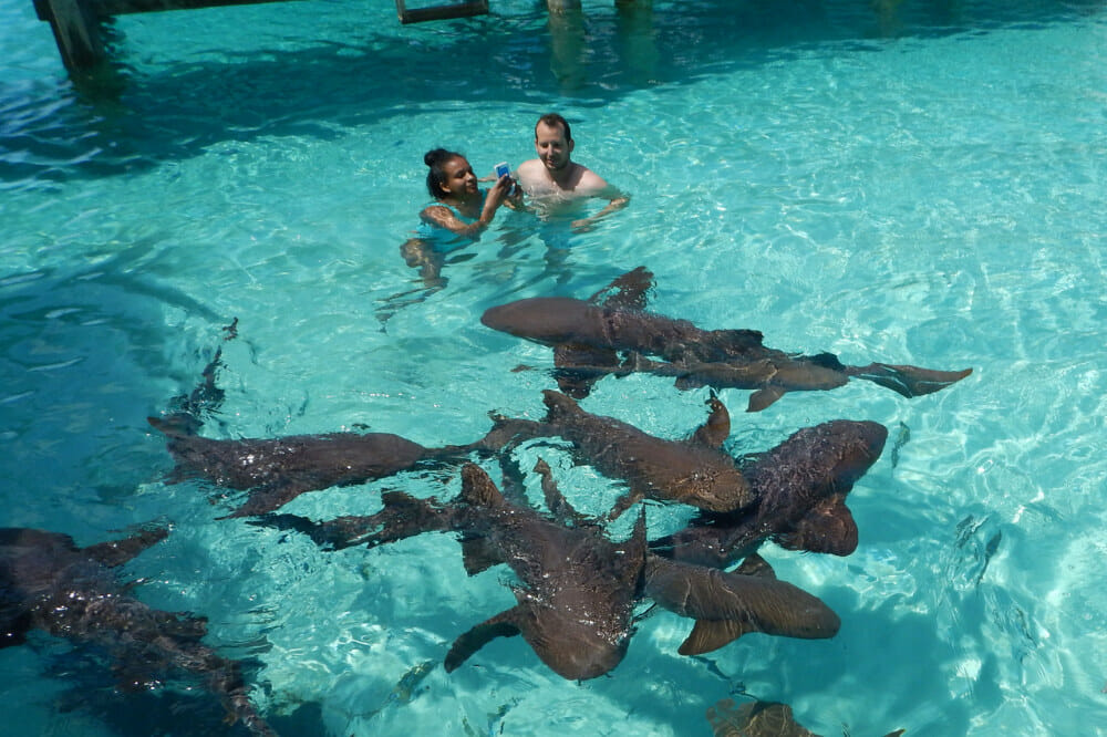 Swimming with sharks in the Bahamas